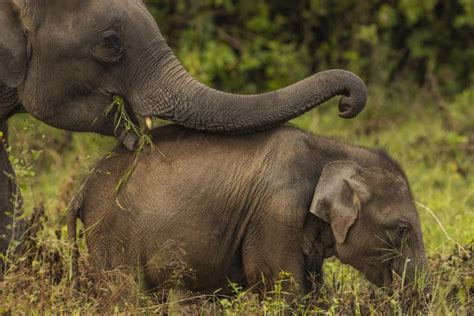 ¿cómo Viven Los Elefantes En India National Geographic En Español