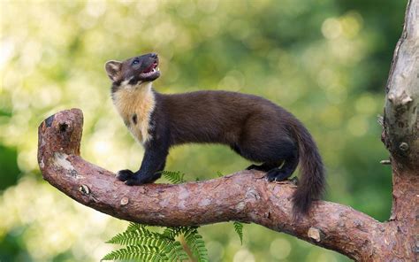 29 European Pine Marten Profile Interesting Fun Cool Facts Mammal Age