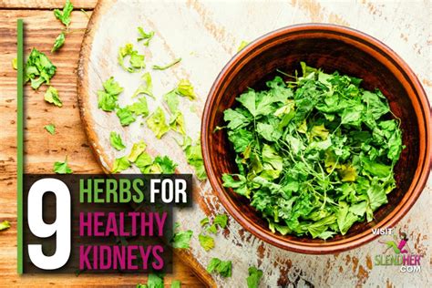 9 Herbs For Healthy Kidneys Slendher
