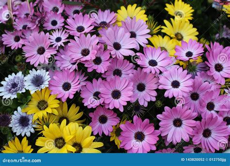 Colourful Mixed Display African Daisies Stock Photo Image Of Bright