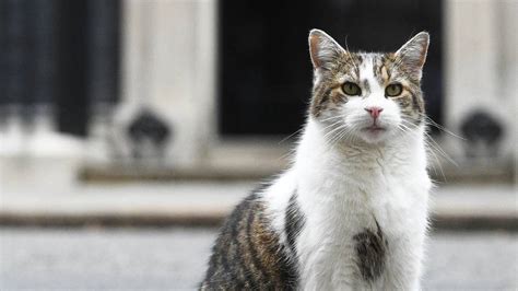 Today 10 downing street remains the residence of britain's prime minister and thus a working governmental building. Boris Johnson ist britischer Premier - was wird aus Kater ...