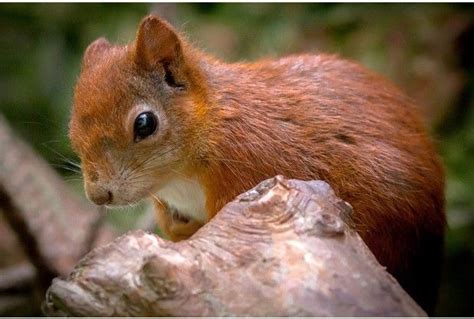 Baby Red Squirrel Acorns And Squirrel Pinterest