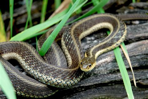 Are Garter Snakes Poisonous To Animals 🦉 Hoot Blog
