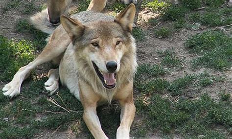 Italian Wolf Facts Diet Size And Habitat Information