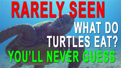 Scuba Dive Hawaii Hawaiian Green Sea Turtle Eats A