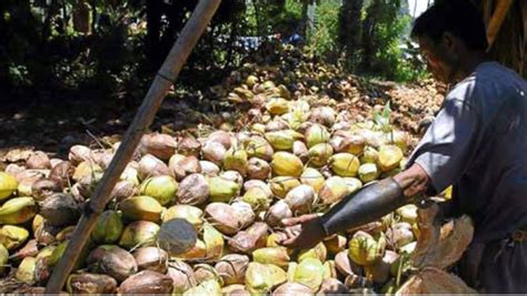 Coco Farmers Urged To Value Add Sunstar