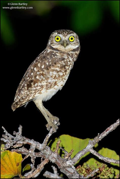 Burrowing Owl Athene Cunicularia Glenn Bartley Nature Photography