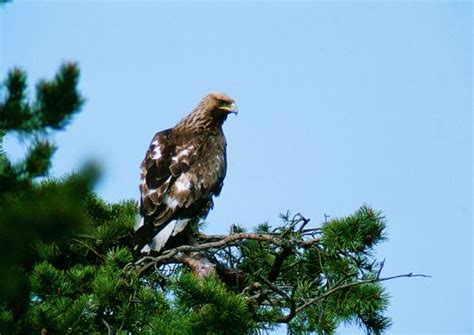 Vi samarbetar också med kungsörnsorganisationer i andra. Hård kritik mot brist på åtgärder för kungsörn - BirdLife ...