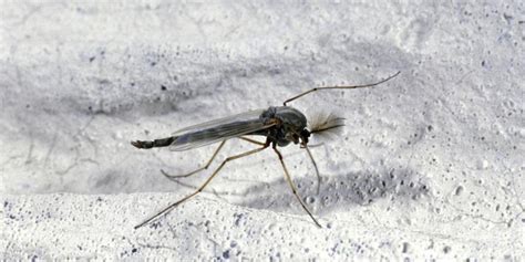 The odd name comes from the french nickname for the ford model t automobile: Easy Homemade(DIY) Traps to Get Rid of Gnats and Fruit ...