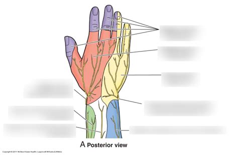 Dorsal Cutaneous Innervation Of Hand Diagram Quizlet