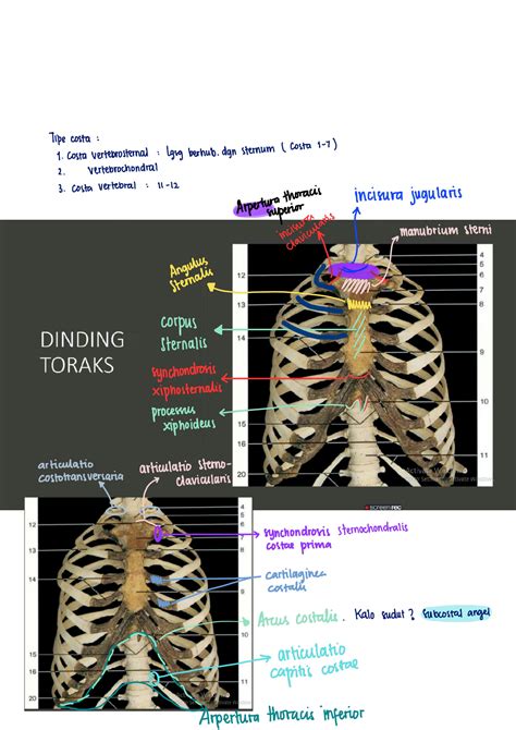 Solution Anatomi Medical Notes Studypool