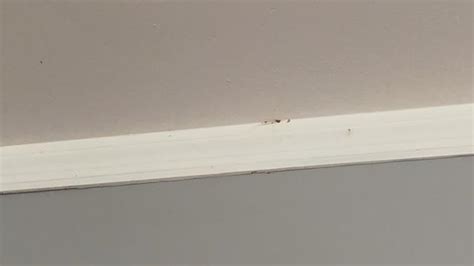 Pests We Treat New Home Filled With Bed Bugs In Long Branch Nj