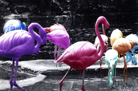 Flamingo Birds Of Paradise Color Splash