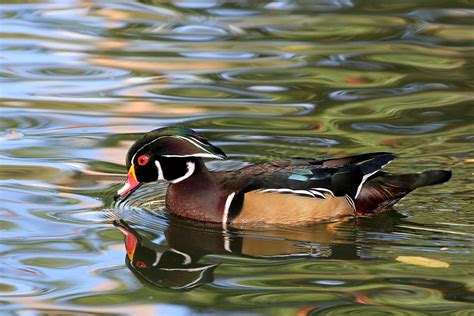 Wood Duck A Wood Duck At The Duck Pond In Trinity Park In Flickr