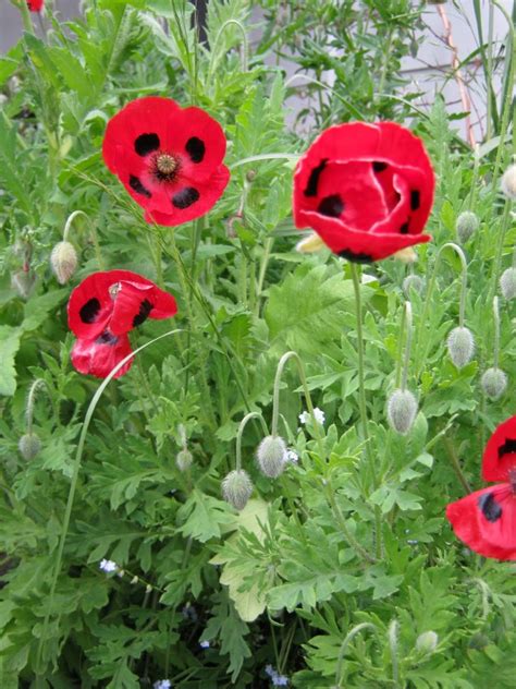 How to grow poppies from seed in spring. Know your: Poppies