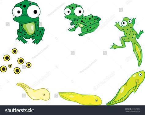 Diagram Showing Life Cycle Of Frog 1928987 Vector Art