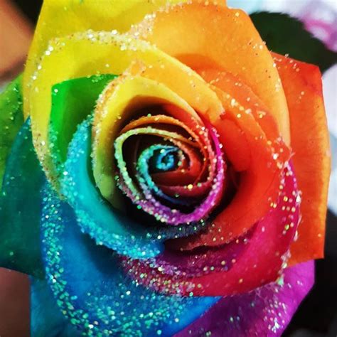 Rainbowroses Glitter Rainbow Sparkle Rose Flowers Flowerstagram