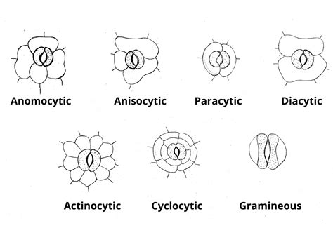 Stomata Structure Types Definition Diagram Functions And Mechanism