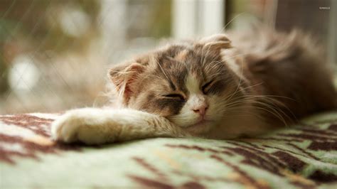 Kitten Resting Wallpaper Animal Wallpapers 33541