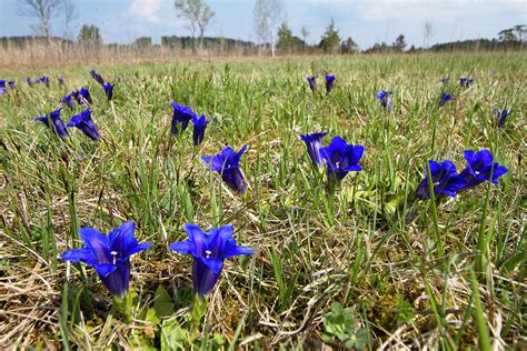 Meadow With Gentians Gentiana Clusii Upper Bavaria Germany Photograph