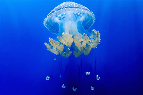 Jellyfish   Abyss