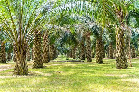 How Deep Are Palm Tree Roots Plantglossary