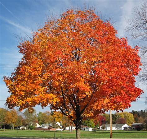 Acer Saccharum Sugar Maple Tree In Fall Colors Country