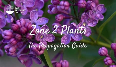 Zone 2 Perennial Shrubs And Flowers The Propagation Guide