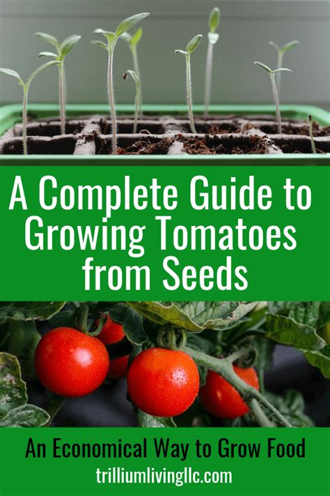 Growing Tomatoes From Seeds A Complete Guide Trillium Living