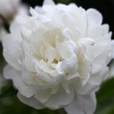 Double White Peonygood Lord These Things Are Gorgeous Beautiful