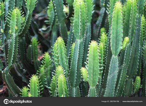 Closeup Image Euphorbia Ingens Cactus Trees Stock Photo By ©farknot