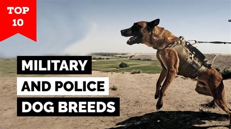 Top 10 Military And Police Dog Breeds In The World Youtube