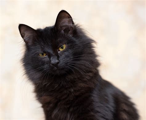 20 Long Haired Cat Breeds With Pictures All Infomation
