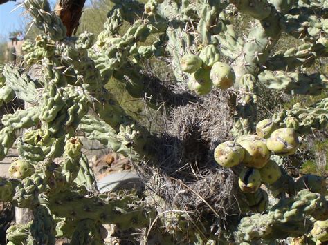 Tucson cactus and succulent society 7510 e. Journeys and Wanderings: Desert Museum, Tucson, AZ