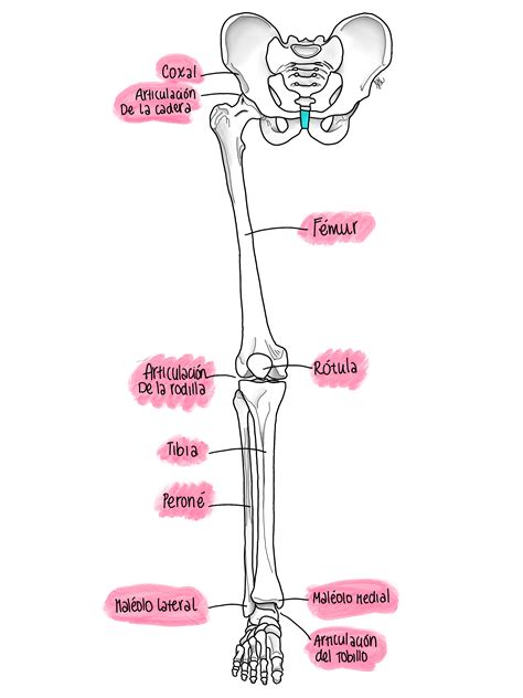 Anatomía Del Miembro Inferior Anatomía Anatomia Del Hueso Anatomía