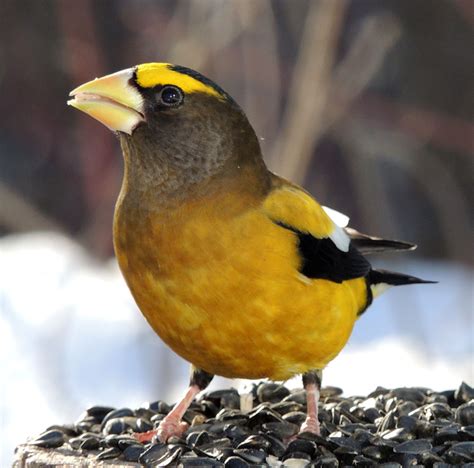 Life In The Beaver Hills Awesome Evening Grosbeaks