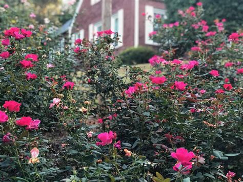 How To Grow A Brand New Rose Bush From Cuttings