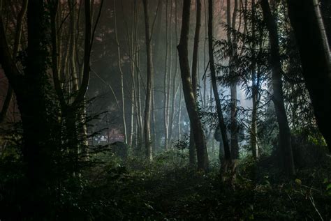 A Pic I Took In The Foggy Woods Last Night Rcreepy