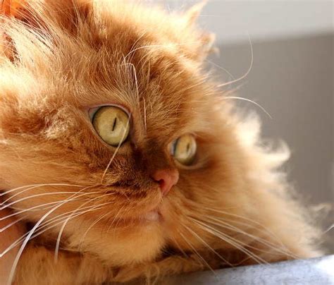 The Orange Persian Cat All That You Need To Know My Persian Cat