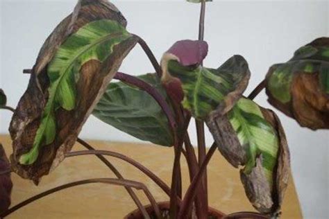 Why Do Houseplants Leaves Turn Brown A Practical Guide Simplify