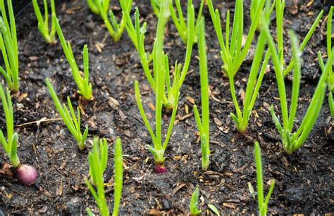 Growing Shallots Top Tips For Easy Growing