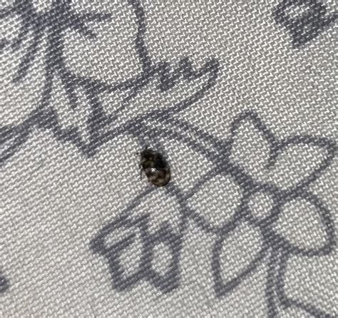 Please Tell Me This Isnt A Bed Bug Found Crawling On My Bed Saw
