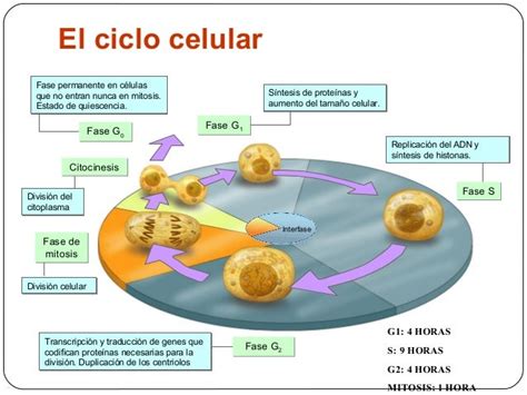 Que Es La Fase G0 Del Ciclo Celular Consejos Celulares