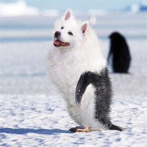 It is illegal to keep almost all otters as pets in north america, with one exception. Pet Penguins