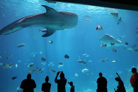 Georgia Aquarium wstęp bez czekania w kolejce po bilety GetYourGuide