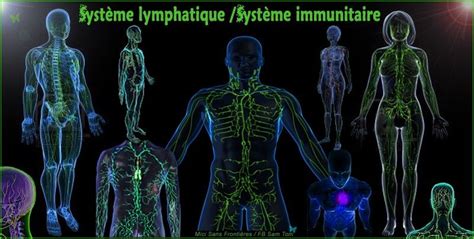 Lymphe Lymphe Système Immunitaire Réseau Lymphatique Ganglions Et