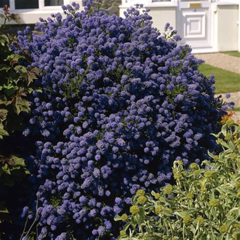 Get free shipping on qualified blue bushes or buy online pick up in store today in the outdoors department. Ceanothus Puget Blue | Parkers Wholesale