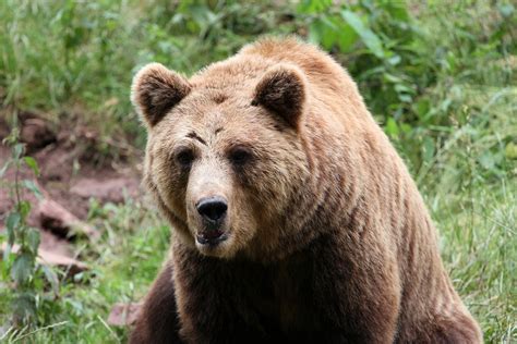 Bear Brown Mammals Free Photo On Pixabay