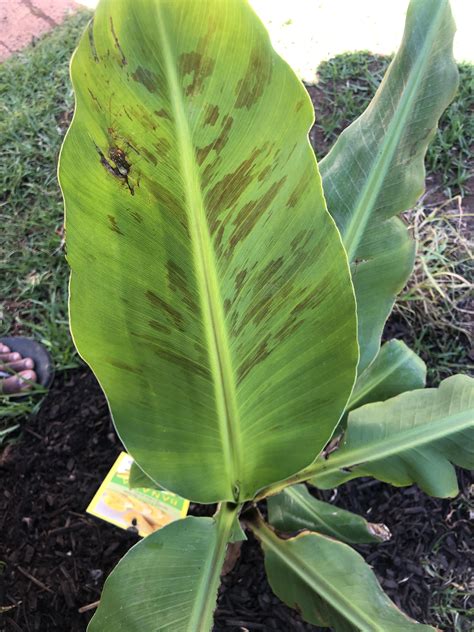 what is this brown discoloration on my banana leaves. I just planted it