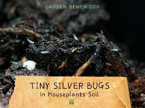 Ways To Get Rid Of Tiny Silver Bugs In Houseplant Soil